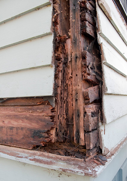 Termite Damage Repair Contractor